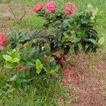 Ixora chinensis Alkat (teljes növény)