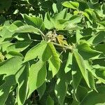 Broussonetia papyrifera Blatt