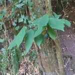 Castanea dentata Lehti