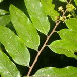 Casearia arborea Hoja