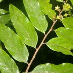 Casearia arborea Leaf