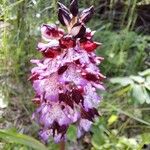 Orchis purpurea Bloem