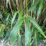 Phyllostachys viridis 葉