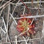 Drosera spatulata 葉