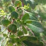 Azara petiolaris Leaf