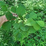 Prunus americana Blatt