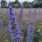 Echium vulgareЦвят