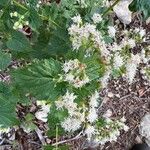 Ageratina herbacea Bloem