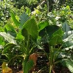Alocasia macrorrhizos Blad