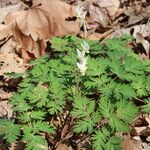 Dicentra cucullaria Агульны выгляд