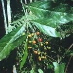 Psychotria remota Fruit