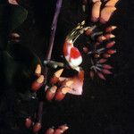Erythrina fusca Fleur