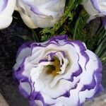 Eustoma exaltatum Blomma