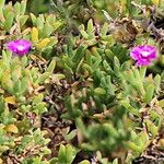 Delosperma asperulum