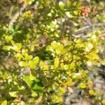 Vaccinium myrsinites ഇല