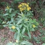 Senecio ovatus Habitus