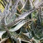 Aloe maculata Folha