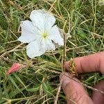 Cycnium tubulosum Flower
