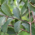 Combretum celastroides Blatt