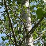 Populus deltoides Bark