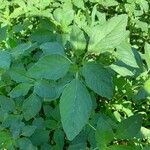 Amaranthus retroflexus Blad