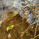 Potamogeton polygonifolius Likasa