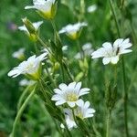 Cerastium arvense Žiedas