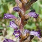 Orobanche lavandulacea Arall