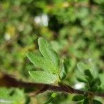 Dasiphora fruticosa Leaf