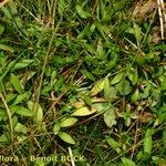 Saxifraga hirculus Pokrój