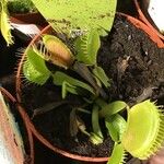 Dionaea muscipula List