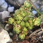 Saxifraga bryoides Feuille