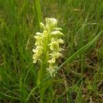 Dactylorhiza insularis Flower