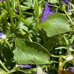 Campanula poscharskyana पत्ता