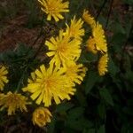 Hieracium sabaudum花