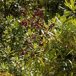 Lobelia petiolata Habit