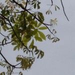 Ceiba pentandra 葉