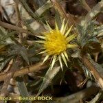 Atractylis aristata Habit