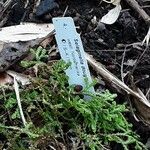 Selaginella douglasii Leaf