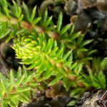 Alchemilla hispidula Leaf