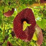 Aristolochia littoralis Flower