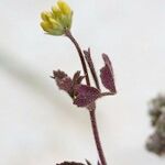 Medicago coronata Otro