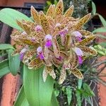 Cattleya guttataফুল