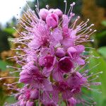 Spiraea salicifolia その他の提案