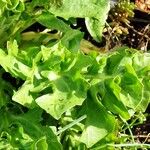 Lactuca sativa Folha