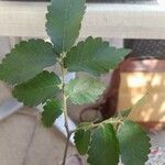 Zelkova carpinifolia Frunză