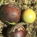 Strychnos madagascariensis Fruit