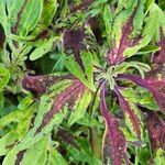 Amaranthus tricolor Folha