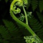 Hypolepis repens Fruit