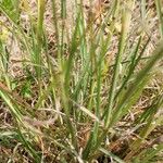 Bothriochloa ischaemum Leht